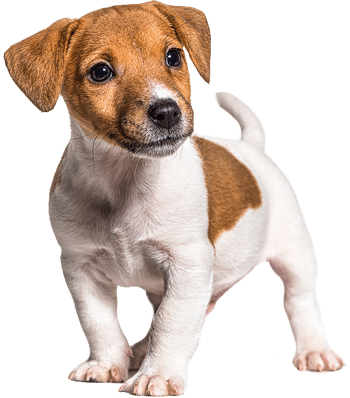 Guaranteed Pet Urine Removal Area Rag