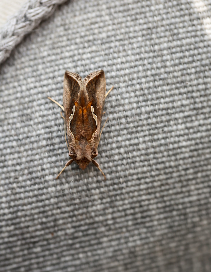 Prevent moth damage to your rug