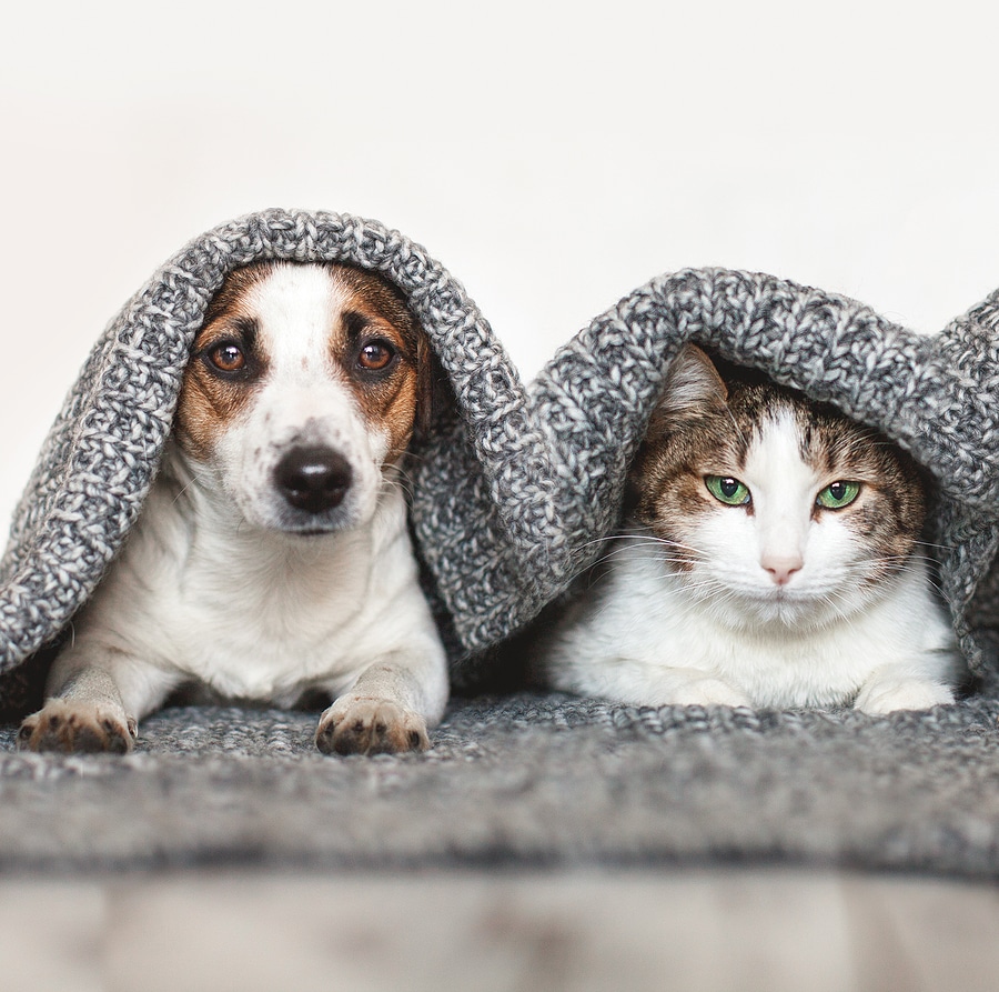 Has Your Pet Left Their Mark on Your Area Rug?